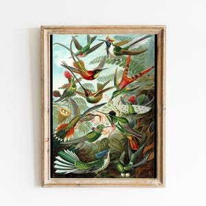 Ernst Haeckel Hummingbird Print: Vintage Tropical Wall Art image 6