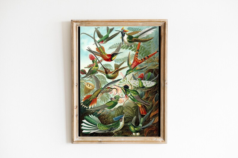 Ernst Haeckel Hummingbird Print: Vintage Tropical Wall Art image 6