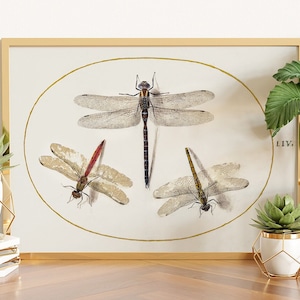Dragonfly Poster, Dragonfly Wall Art, Dragonfly gifts, Vintage Wall Decor, Vintage Dragonfly Print, Dragonfly Print, Bug Print, Dragonfly