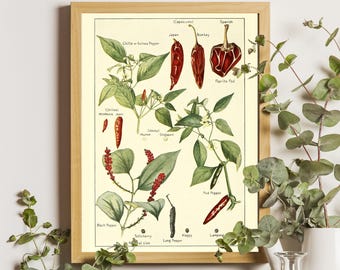Vintage Chili Pepper Print, Antique Botanical Poster, Chili Pepper Poster, Botanical Wall Art, Vintage Poster, Kitchen Wall Art, Wall Poster