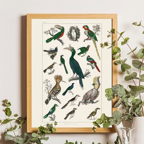 Vintage Vogel Druck, Vogel Poster, Tropische Vögel, Papageien Poster, Vogel Druck, Vogel Dekor, Vogel Wand Kunst, Vogel Drucke, Botanischer Druck,