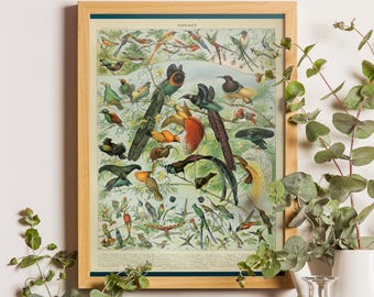 Adolphe Millot Bird Poster – Vintage Ornithology Print