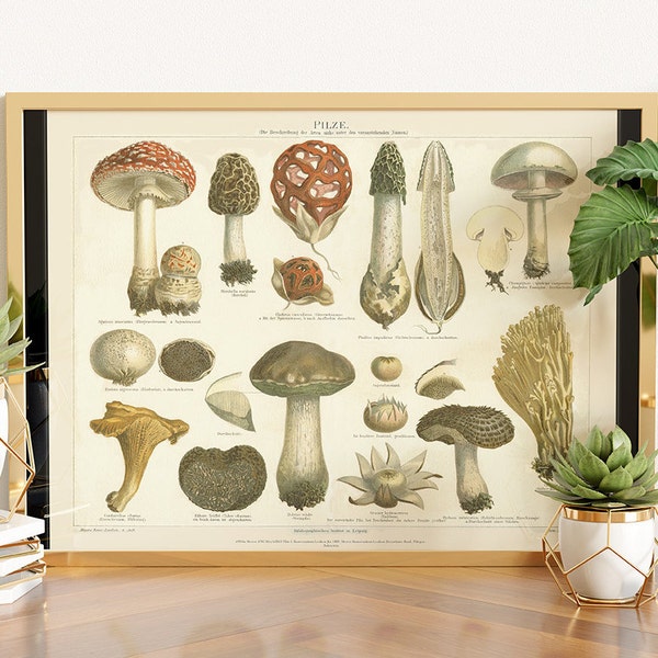 Vintage Botanical Print Mushrooms Science from Meyers Konversations Lexikon, 1896 - Kitchen Decor Botanical Art Prints Mushroom Gift idea