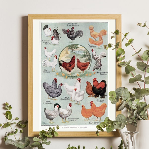 Vintage Poultry Print, Poultry Illustration, Breeds of chicken poster, Chicken Art Print, Chicken theme gift, Hen theme gift, Chicken Poster