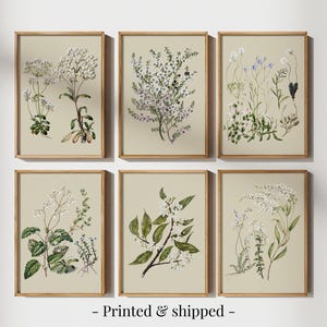 Neutral Botanical Print Set of 6, Wildflowers Print Set, Flower Art Prints, Vintage Floral Gallery Wall Set, Neutral Prints, Flower Wall Art