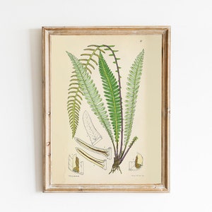 PRINTABLE Set of 15 Fern Images #2, Botanical Wall Art Fern Posters ...