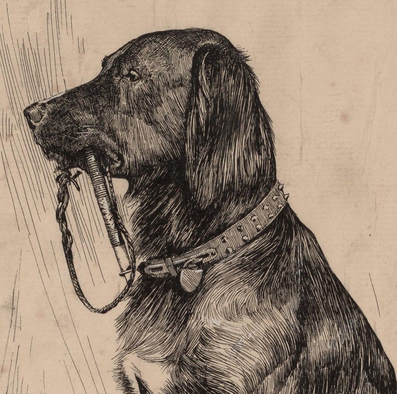 Black Labrador art print featuring a vintage dog painting in an antique animal portrait style. This farmhouse painting and detailed dog sketch makes a perfect dog lovers gift. High-quality dog print, SHIPPED ready to frame.