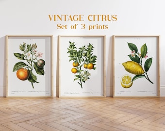 Vintage Lemon Orange Botanical Print Set, Fruit Poster Set of 3, Lemon Print Wall Art, Orange Print, Citrus Prints, Vintage Citrus Wall Art