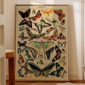 Adolphe Millot Butterfly Poster: Vintage Print Papillons Butterflies Poster Adolphe Millot French Vintage Wall Decoration Wall Art (Printed)