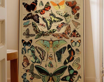 Adolphe Millot Butterfly Poster: Vintage Print Papillons Butterflies Poster Adolphe Millot French Vintage Wall Decoration Wall Art (Printed)