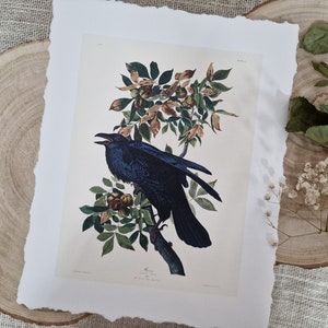 Stampa artistica vintage di corvo su carta con bordo frastagliato, arte del corvo nero, stampa naturalistica di uccelli, regalo per gli amanti degli uccelli, arte di uccelli Audubon, stampa di uccelli con bordo frastagliato