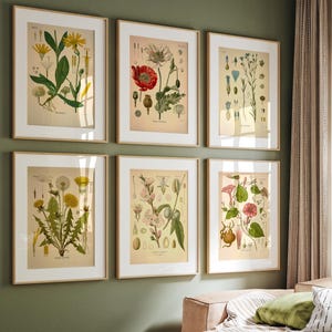 Botanical Poster Set of 6 Flowers, Botanical Prints