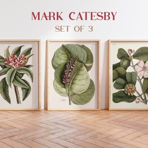 Vintage Botanical Print Set of 3, Catesby Flowers, Botanical Farmhouse Decor, Botanical Wall Art, Vintage Art Work, Tropical Wall Art