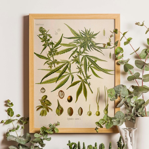 Marihuana Botanische Print, Marihuana Botanische Kunst Print, Marihuana Medicinale Drug Plant Wall Art, Pot Grass Weed Print, Cannabis Sativa