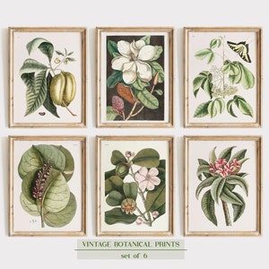 Vintage flowers prints Set of 6, Gallery Wall Set, Botanical art prints, Catesby flower prints, Magnolia Print, Magnolia Art, Magnolia Decor
