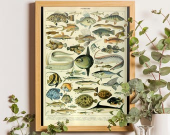 May include: A framed vintage-style educational poster titled POISSONS, featuring detailed illustrations of various fish species in muted tones of brown, blue, and grey, arranged in a grid with numbered labels on a cream-colored background.
