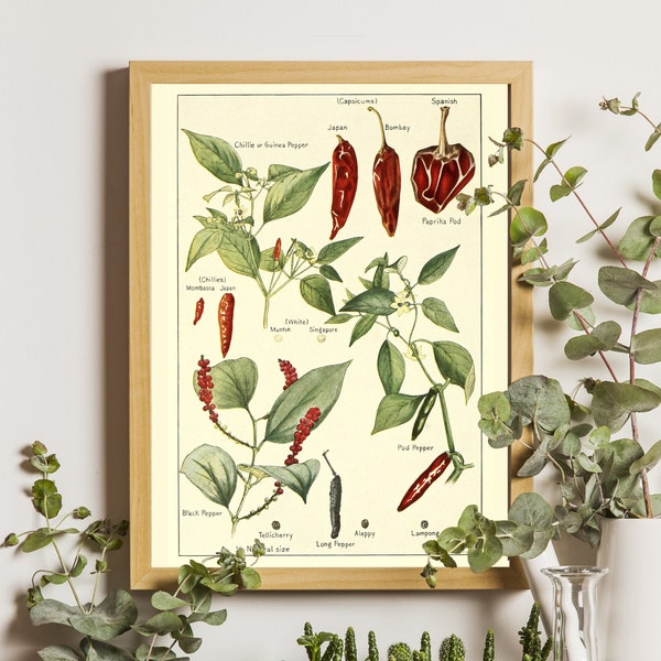 impression vintage de piments rouges, affiche botanique ancienne, affiche de piments forts, art mural botanique, affiche vintage, art mural cuisine, affiche murale