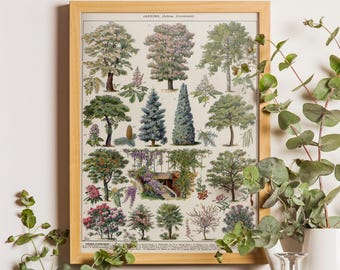Vintage Tree Print, Larousse Botanical Poster
