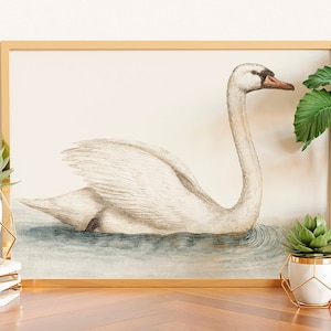 Delicate Swan Painting, Swan Art Print, Vintage Nursery Art Print, French Country Decor, Vintage Bird Print, Swan Drawing, Vintage Swan Art