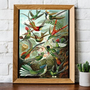 Ernst Haeckel Hummingbird Print: Vintage Tropical Wall Art image 4