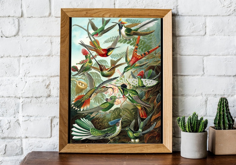 Ernst Haeckel Hummingbird Print: Vintage Tropical Wall Art image 4