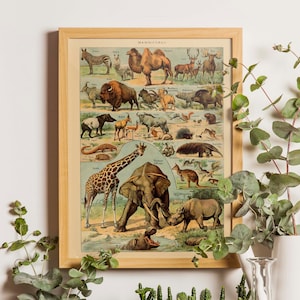 Vintage animal print, Animal Poster Art, Mammals Chart Print, Educational Diagram, Botanical art, Adolphe Millot Vintage Illustration, Decor