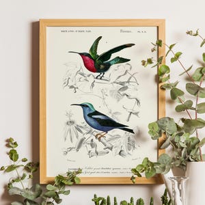 Pájaros antiguos, Arte de aves vintage, Arte de aves, Grabados de aves vintage, Pájaro vintage, Grabado vintage, Arte vintage, Grabado de naturaleza, Pájaros de Orbigny, Azul
