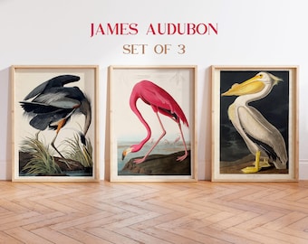 Audubon Bird Prints Set: Vintage Pelican, Flamingo, Heron Coastal Art