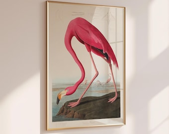 Pink Flamingo Vintage Art Print: John Audubon Birds of America Decor