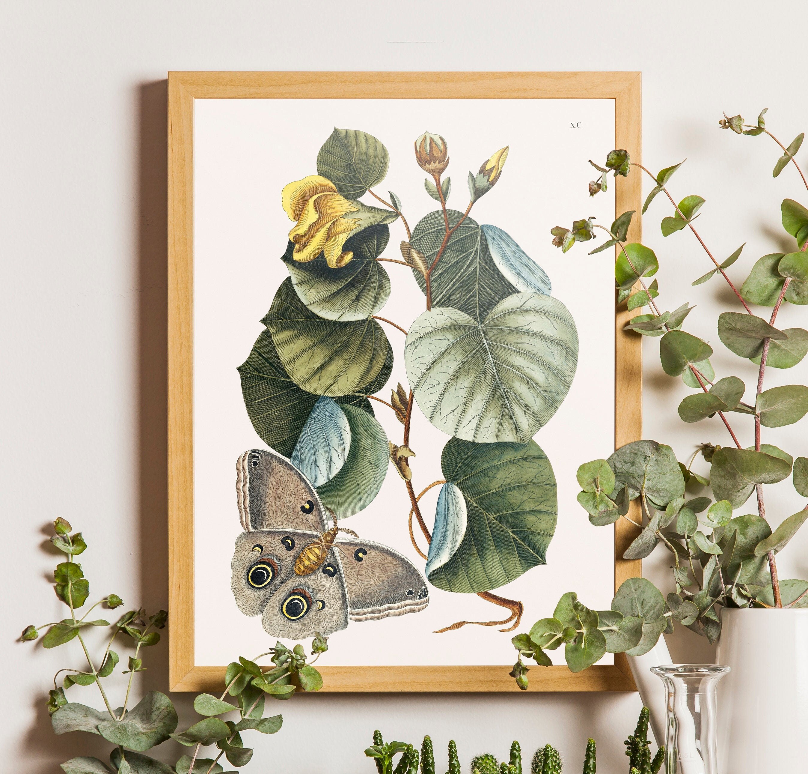 Butterfly Art Print Botanical Print by Mark Catesby Plant Poster Vintage Butterfly Print Vintage Poster Botanical Illustration Butterfly