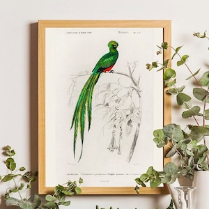 Quetzal Bird Vintage Print, Bird Poster, Bird Art, Bird Picture, Bird Illustration, Home Decor, Wall Art, Orbigny Bird Print, Vintage bird