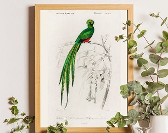 Quetzal-Vogel-Vintage-Druck, Vogel-Poster, Vogelkunst, Vogelbild, Vogel-Illustration, Wohndekoration, Wandkunst, Orbigny-Vogeldruck, Vintage-Vogel