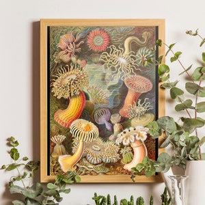 Sea Anemone Art Print, Sea Anemone Poster, Ernst Haeckel Scientific Illustration, Classroom Art, Coastal Art, Educational Chart, Beach art