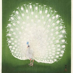 Reprint of Peacock illustration by Ohara Koson.  Different sizes available. Printing on matt paper, canvas or deckle edge fine art paper. Printed and shipped. Beautiful vintage japanese wall art.