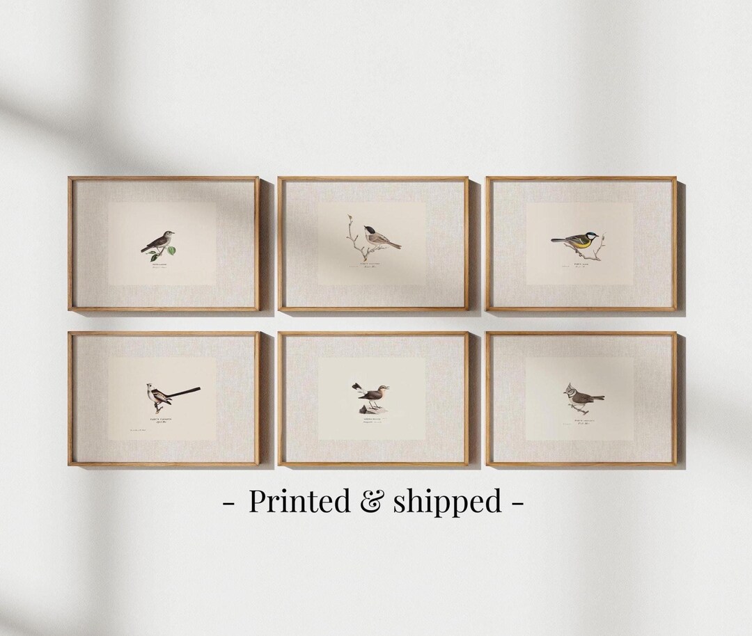 Antique Bird Prints Set: Vintage Botanical Gallery Wall Art - Etsy