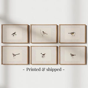 Antique bird prints set of 6, featuring vintage botanical illustrations perfect for a gallery wall. Farmhouse wall art style, ideal canvas art for living room wall decor. Printed and shipped.