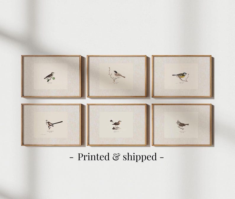 Antique bird prints set of 6, featuring vintage botanical illustrations perfect for a gallery wall. Farmhouse wall art style, ideal canvas art for living room wall decor. Printed and shipped.