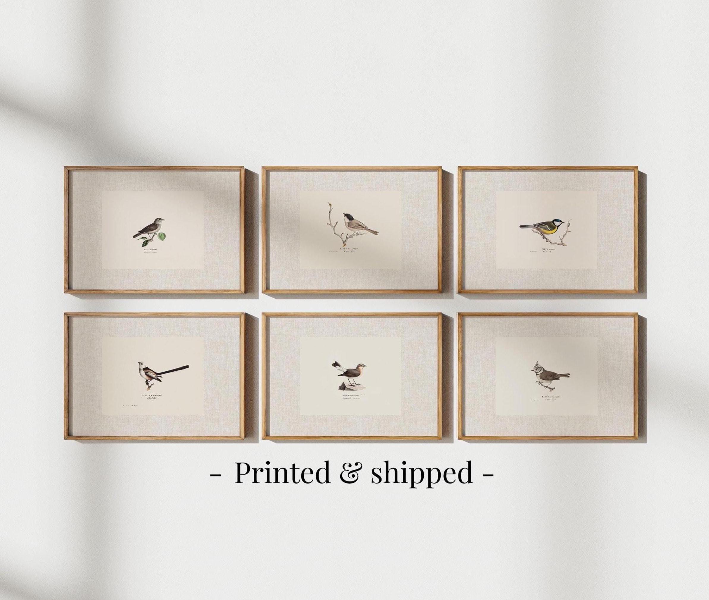 Antique Bird Prints Set: Vintage Botanical Gallery Wall Art - Etsy