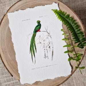 Stampa artistica di Quetzal su carta con bordo frastagliato, arte di Orbigny con l'uccello Quetzal, stampa vintage di Quetzal, stampe ornitologiche, illustrazione di uccello verde esotico