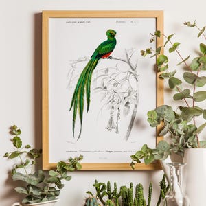 Quetzal Bird Vintage Print, Bird Poster, Bird Art, Bird Picture, Bird Illustration, Home Decor, Wall Art, Orbigny Bird Print, Vintage bird