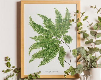 Vintage Fern Print, Botanical Art, Vintage Fern Print, Vintage Botanicals, Botanical fern print, Fern poster, Fern Green leaves print