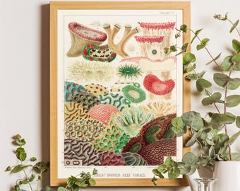 Vintage Barrier Reef Coral Print, William Saville-Kent Illustration