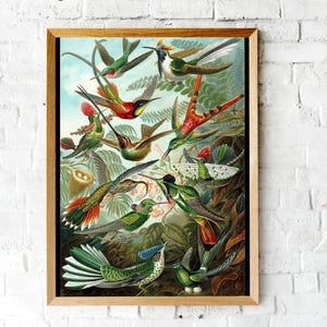 Ernst Haeckel Hummingbird Print: Vintage Tropical Wall Art image 5