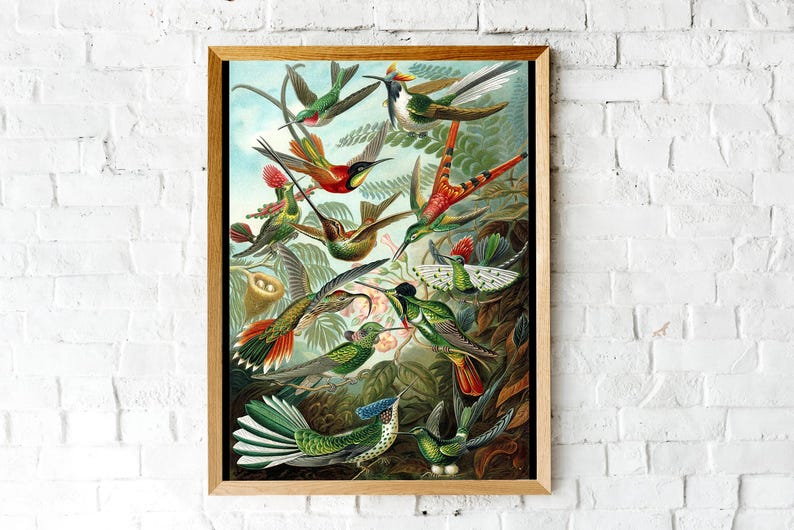 Ernst Haeckel Hummingbird Print: Vintage Tropical Wall Art image 5