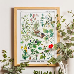 Vintage botanische poster botanische print kalmerende planten wetenschap keuken decor botanische decor housewarming cadeau idee verjaardag bloemen print