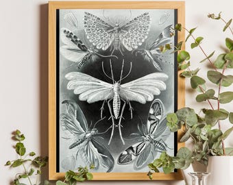 Vintage Moths Print, Ernst Haeckel Scientific Illustration