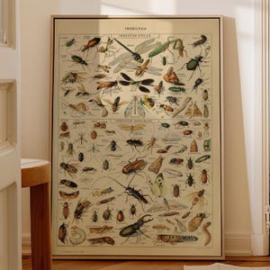 Vintage Insect Science Print: Adolphe Millot Larousse Chart (Reprint)