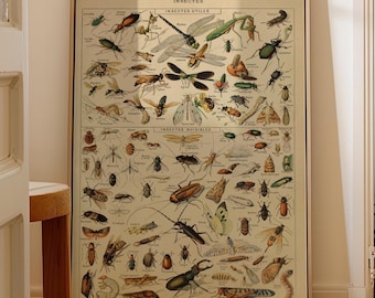 Vintage Insect Science Print: Adolphe Millot Larousse Chart (Reprint)