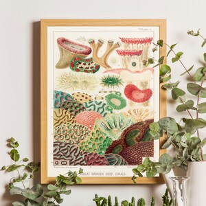 Vintage Sea Coral Print, Great Barrier Reef, Great Barrier Reef Poster, Beach House Art, Australia Poster, Vintage Style Poster