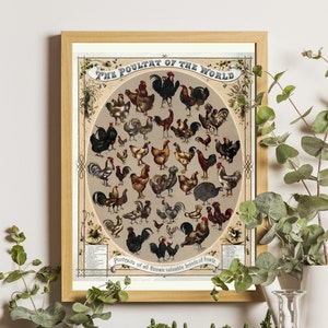 Vintage Poultry Print, Poultry Illustration, Vintage Poultry of the World Poster, Chicken Poster, Chicken Breeds Chart Print, Farmhouse Art